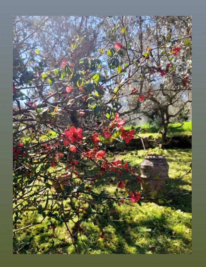 Appartamento La Zanzara Pergine Valdarno Buitenkant foto